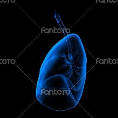 3D medical illustration - lungs side view