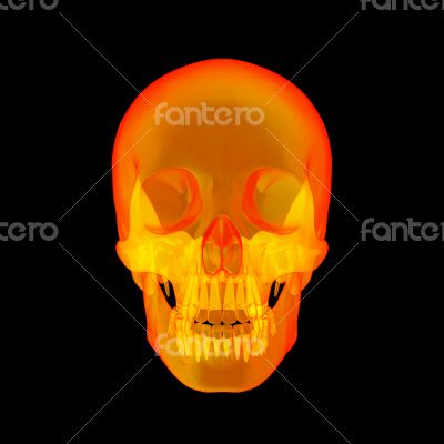 Isolated human x ray skull on black background