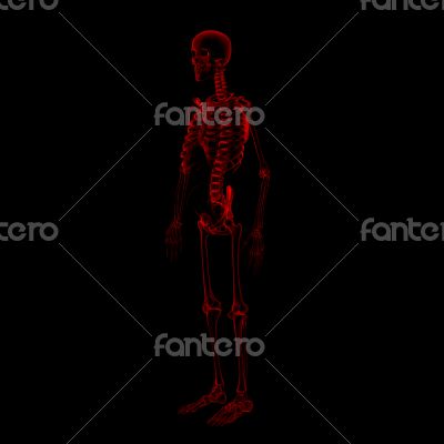 3d rendered Skeleton on a black background