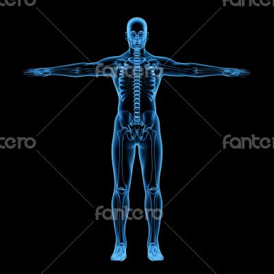 Skeleton of the man