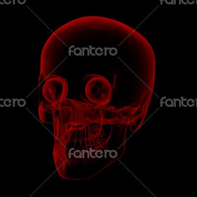 human x ray skull on black background