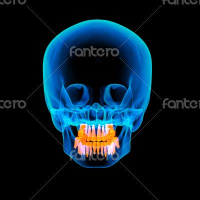 Skull with visible teeth