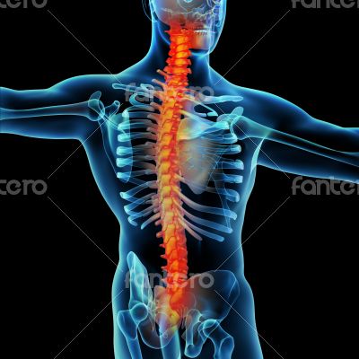 Skeleton of the man with the backbone