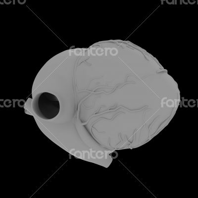 3d render illustration of The Human Heart