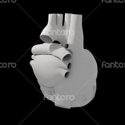 3d render illustration of The Human Heart