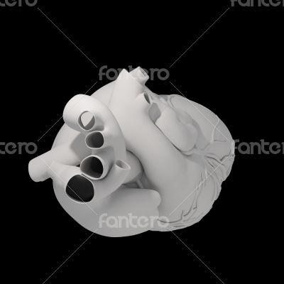 3d render illustration of The Human Heart