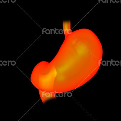 3d rendered illustration of the stomach