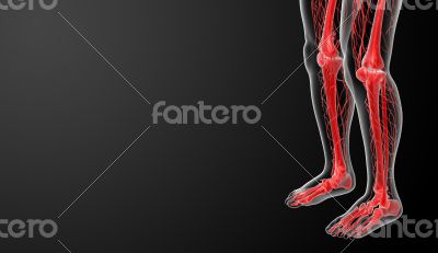 3d render lymphatic system