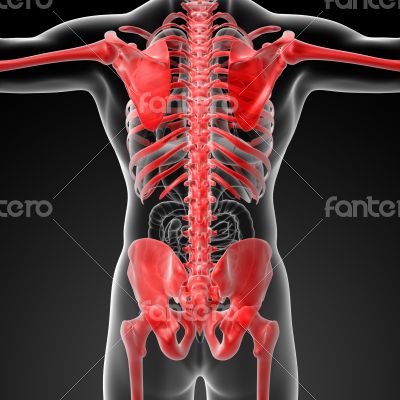 3d rendered red skeleton 