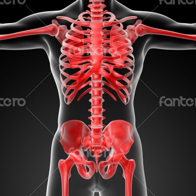 3d rendered red skeleton 