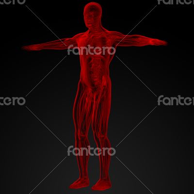 Male anatomy