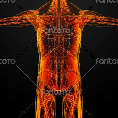 male muscles