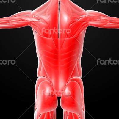 male muscles
