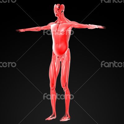 male muscles