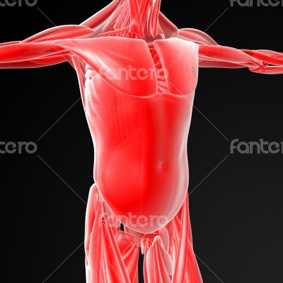 male muscles