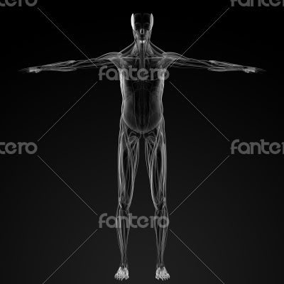 male muscles