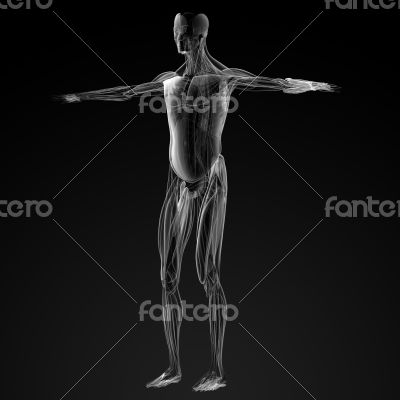 male muscles