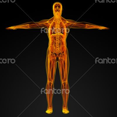 Male anatomy