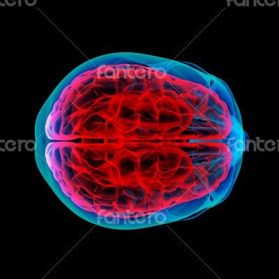 Human brain X ray 