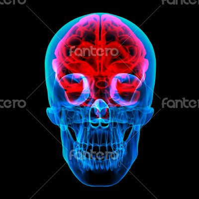 Human brain X ray 