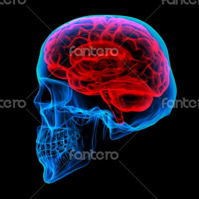 Human brain X ray 