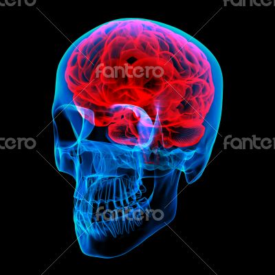 Human brain X ray 