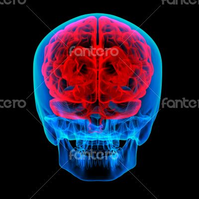 Human brain X ray - back view