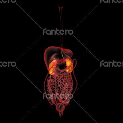 3d rendered illustration of kidneys