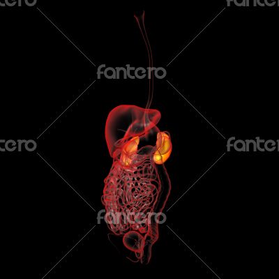 3d rendered illustration of kidneys