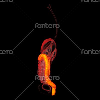 Human digestive system large intestine