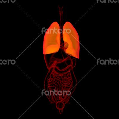 3D medical illustration - lungs front view