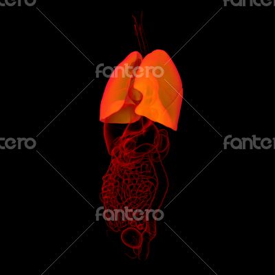 3D medical illustration - lungs right front view