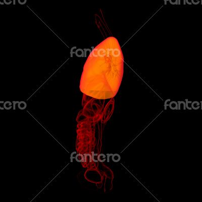 3D medical illustration - lungs side view