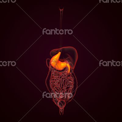 Human digestive system stomach 