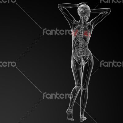 female breast anatomy