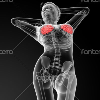 female breast anatomy