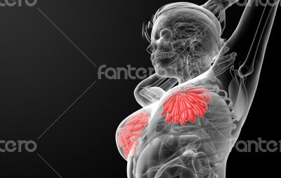 female breast anatomy