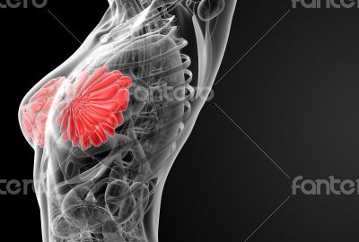 female breast anatomy