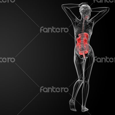 female digestive system