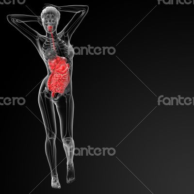 female digestive system