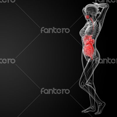 female digestive system