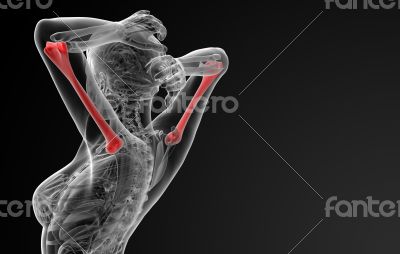 humerus bone