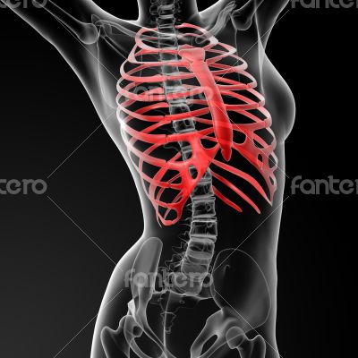 ribcage bone