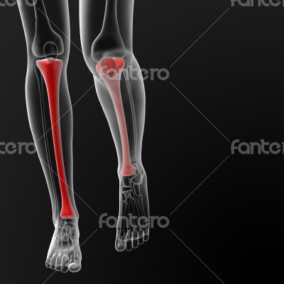 tibia bone