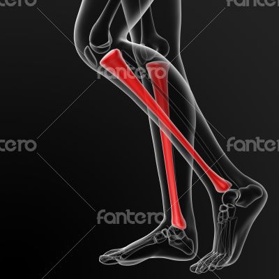 tibia bone