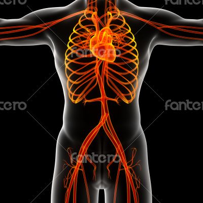 male vascular system