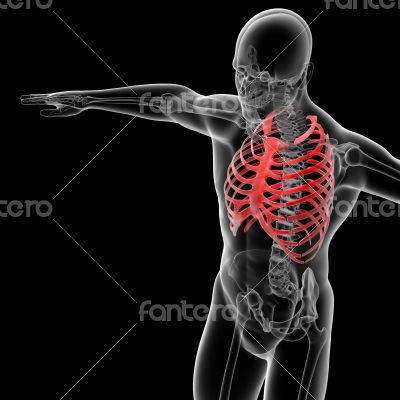 rib cage