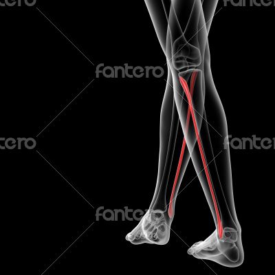fibular bone