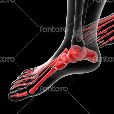 foot bone