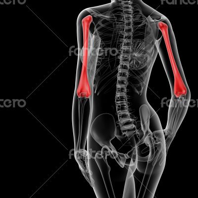 humerus bone